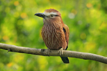 Purple roller, Coracias naevius, or rufous-crowned roller, bird widespread in sub-Saharan Africa, sitting on the branch with beautiful flower vegetation background, Okavango, Botswana in Africa.