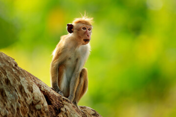 Toque macaque, Macaca sinica, monkey with evening sun, sitting on zhe tree branch. Macaque in nature habitat, Wilpattu NP, Sri Lanka. Wildlife scene from Asia. Beautiful forest in background.