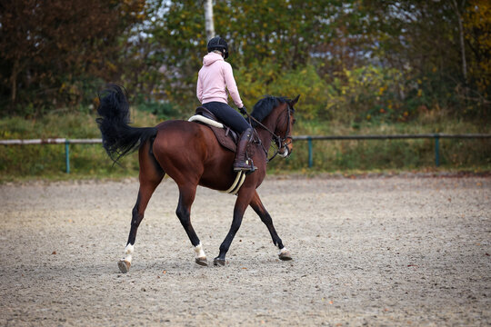 Horse with rider during training in autumn on the riding arena, photographed from behind while trotting..