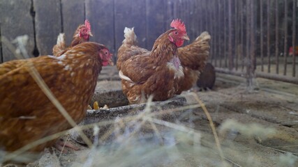 Colorful chickens under the tree. Beautiful brown hen in the chicken coop. Private chicken coop with wood imitation.