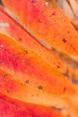 l golden autumn leaves on a tree in a park under warm october sun