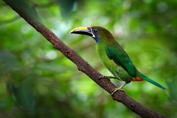 Blue-throated Toucanet, Aulacorhynchus caeruleogularis, green toucan in the nature habitat, mountains in Costa Rica. Wildlife scene from tropic forest. Green bird sitting on the branch.