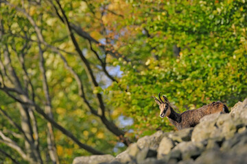 Chamois, Rupicapra rupicapra, on the rocky hill, forest in background, Studenec hill, Czech Republic. Wildlife scene with horn animal, Chamois. Forest landscape with chamois.