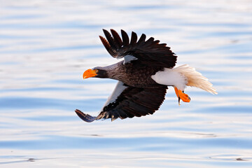 Bird fly above the hills. Japan eagle in the winter habitat. Mountain winter scenery with bird. Steller's sea eagle, flying bird of prey, with mountains in background, Hokkaido, Japan.