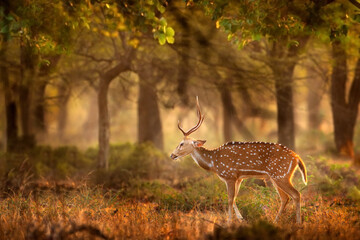 Chital or cheetal, Axis axis, spotted deers or axis deer in nature habitat. Bellow majestic...