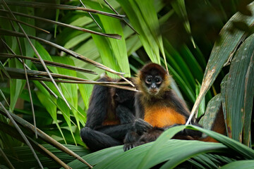 Spider monkey on palm tree. Green wildlife of Costa Rica. Black-handed Spider Monkey sitting on the tree branch in the dark tropical forest. Animal in the nature habitat, on the tree.