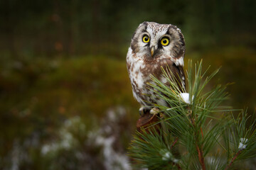 Owl hidden in the green larch tree. Bird with big yellow eyes. Boreal owl in the orange leave autumn forest in central Europe. Detail portrait of bird in the nature habitat, Germany.