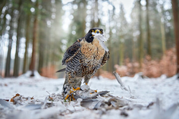 Fototapete bei efototapeten.de bestellen   