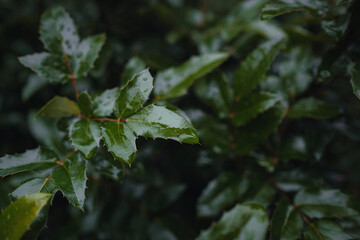 Close up image of orange autumn leaves at soft light.