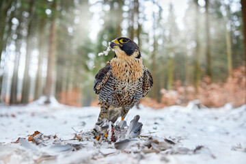 Peregrine Falcon, bird of prey sitting in the snow with catch during winter with snow, Germany....