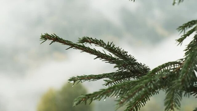 Wet branch of Christmas tree in rain close-up, background blurred on day time. No people. Branch of pine needles with water drops background of white fog and autumn forest. Slow motion.