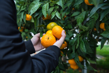 Close up of hands picking oranges, in orange farm.