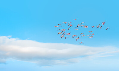 Obraz premium Flying flock of nice Greater Flamingos with clear blue sky with clouds