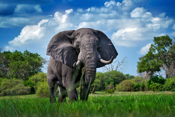 Okavango delta, wild elephant. Wildlife scene from nature, elephant in habitat, Moremi, , Botswana, Africa. Green wet season, blue sky with clouds. African safari. - Powered by Adobe