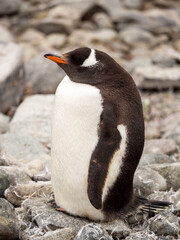 Naklejka premium Portrait of a sleeping Gentoo penguin standing upright on rocks in Antarctica