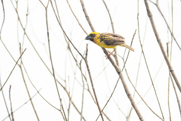 a beautiful a little yellow bird on the tree