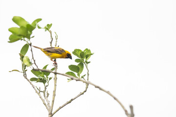 a beautiful a little yellow bird on the tree