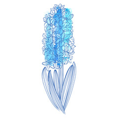 Blue hyacinth flower and watercolor element isolated on a white background. Hand drawn vector illustration. The first spring flower is blue hyacinth.