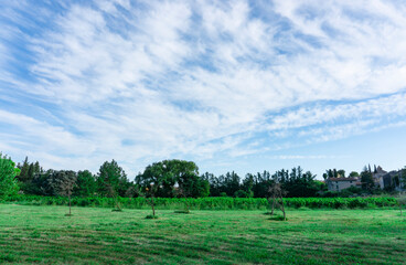 Fototapeta premium White fluffy clouds on vivid blue sky above a rough green grass lawn, vineyard, 