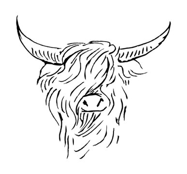 Black and white pen drawing of a Scottish Highlander.
Cool artwork of a cow. 