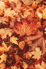 Naklejka na ściany i meble l golden autumn leaves on a tree in a park under warm october sun