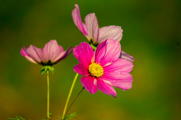 cosmos flower pink