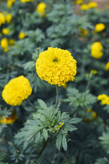 marigold is a beautiful yellow flowers