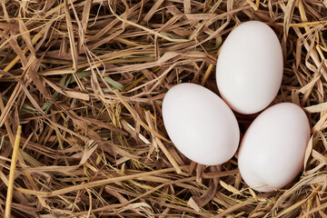 the white egg in nest on white background