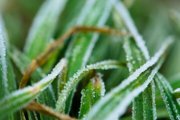 frost on grass