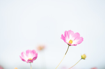 美しく咲く秋桜(山口県）