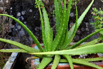 Close up Aloe Vera Plant, Alovera plant growing from the pot