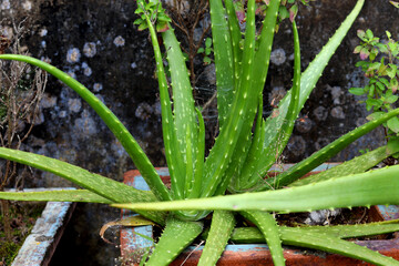 Obraz premium Close up Aloe Vera Plant, Alovera plant growing from the pot