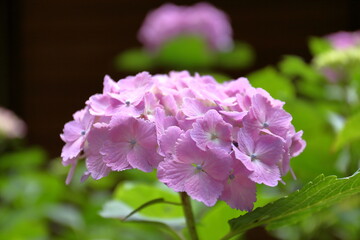 ピンクのアジサイ