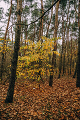  autumn forest landscape on gray november day