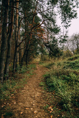 Fototapeta na wymiar autumn forest landscape on gray november day