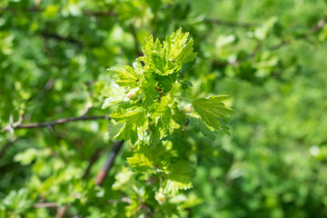 Young gooseberry leaves bathed in sunlight, close-up