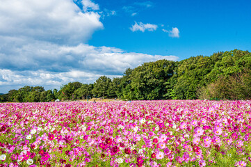 秋晴れに美しく咲く秋桜(山口県）