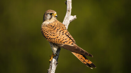 Patterned common kestrel, falco tinnunculus, female with dark stripes on brown feathers looking back over shoulder on a branch in summer nature. Bird of prey perched on a dry twig.