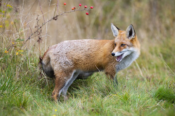 red fox, vulpes vulpes, looking back behing the shoulder on grass in autumn. Orange mammal chewing on green meadow in fall. Predator with open mouth standing on field with rosehip.