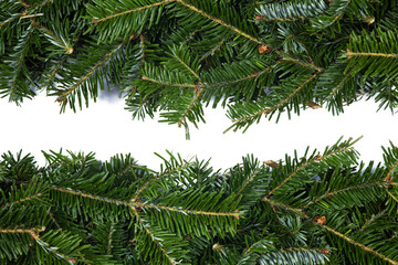 Fir tree branch frame on white