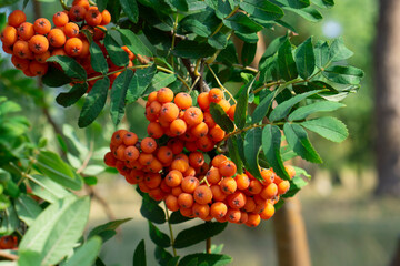The rowans or mountain-ashes are shrubs or trees in the genus Sorbus of the rose family, Rosaceae. Close up shot of the orange rowan grapes with bright green leaves. 