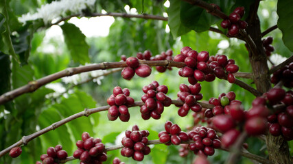 Coffee beans ripening, fresh coffee,red berry branch, industry agriculture on tree in North of thailand