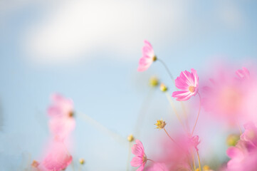 秋晴れに美しく咲く秋桜(山口県）