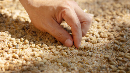 Farmer's hand planting seeds in soil, Hand growing seeds of coffee on sowing soil at garden metaphor gardening, agriculture concept.