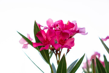 Bouquet pink petal of Sweet Oleander or Rose Bay blooming on green leaf