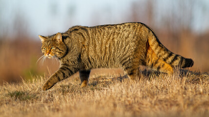 European wildcat, felis silvestris, walking on meadow in autumn nature. Stripped predator hunting on dry grass in fall. Brown mammal sneaking up on field.