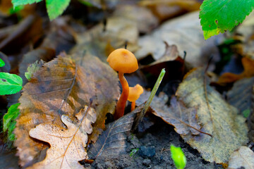 Two small orange mushrooms among dry oak leaves. Fungi close up shot. Nature concept, Autumn forest background. 