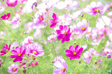 秋晴れに美しく咲く秋桜