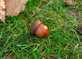 Dry big acorn of the champion oak (Quercus rubra) on the grass. Fall background. Nature resources. Seasonal autumn acorn. 