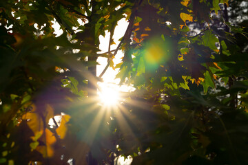 Warm autumn scenery in a forest, with the sun casting beautiful rays of light through the mist and trees